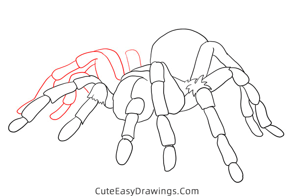how to draw a tarantula - www.cuteeasydrawings.com