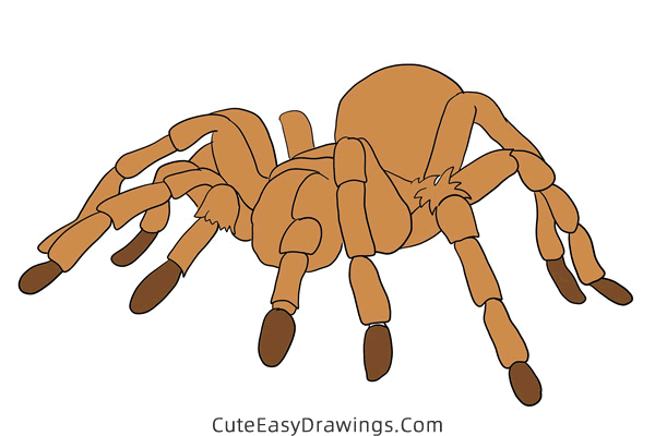 how to draw a tarantula - www.cuteeasydrawings.com