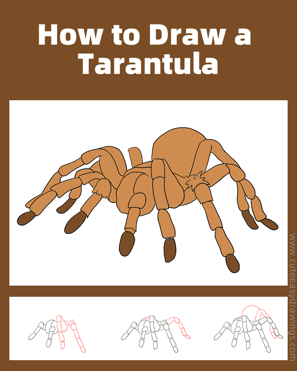 how to draw a tarantula - www.cuteeasydrawings.com