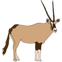 How to Draw an Antelope Step by Step
