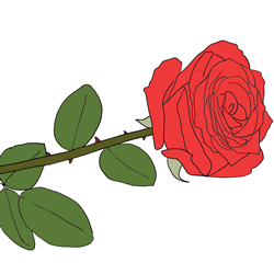 How to Draw a Rose Flower Step by Step