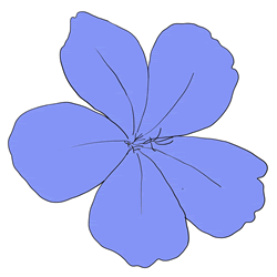How to Draw a Plumbago Flower Step by Step