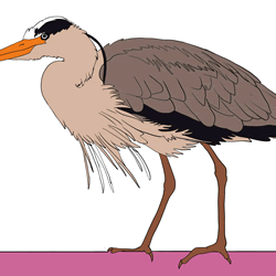 How to Draw a Realistic Heron Step by Step