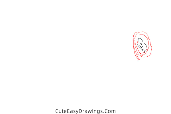 how to draw a rose flower - www.cuteeasydrawings.com