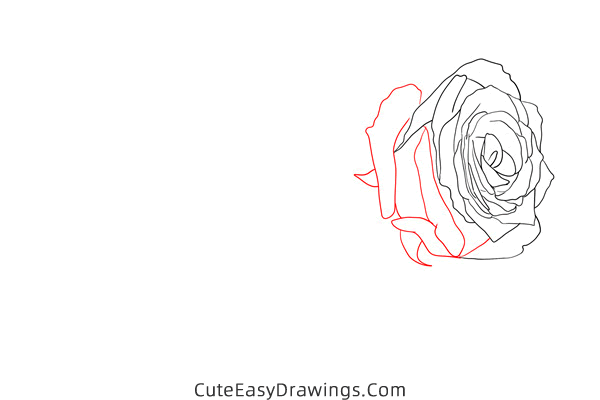 how to draw a rose flower - www.cuteeasydrawings.com
