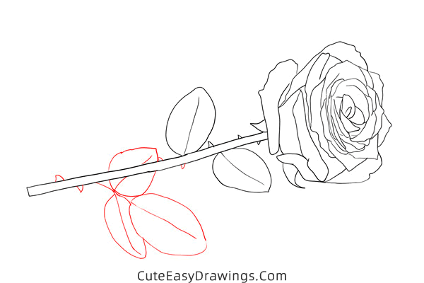 how to draw a rose flower - www.cuteeasydrawings.com