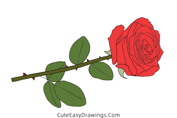 how to draw a rose flower - www.cuteeasydrawings.com