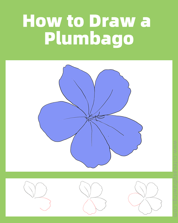 how to draw a plumbago flower - www.cuteeasydrawings.com