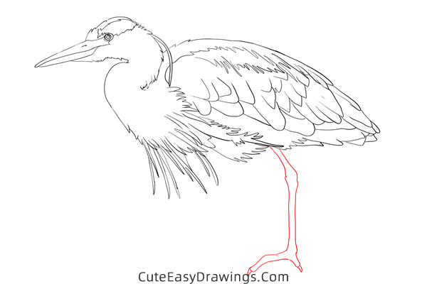 how to draw a realistic heron - www.cuteeasydrawings.com