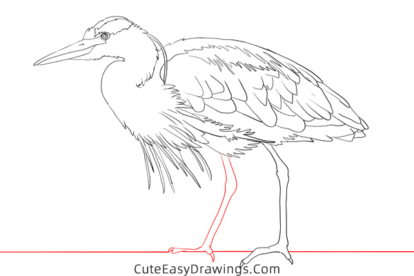 how to draw a realistic heron - www.cuteeasydrawings.com