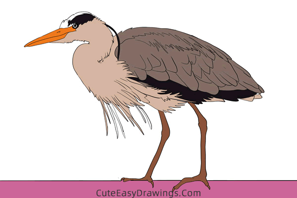 how to draw a realistic heron - www.cuteeasydrawings.com