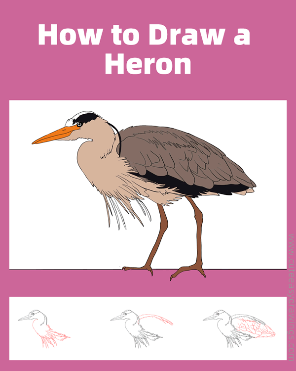 how to draw a realistic heron - www.cuteeasydrawings.com