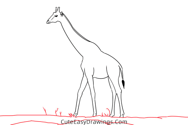 how to draw a realistic giraffe - www.cuteeasydrawings.com
