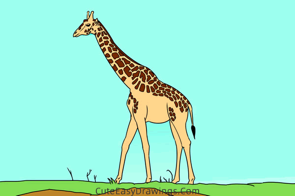 how to draw a realistic giraffe - www.cuteeasydrawings.com