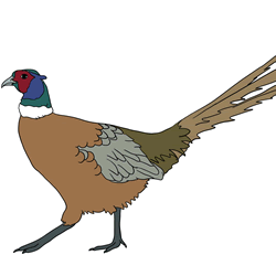 How to Draw a Realistic Pheasant Step by Step