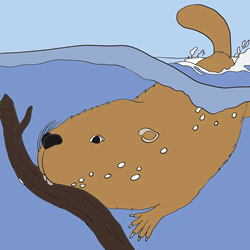 How to Draw a Beaver in the Water Step by Step