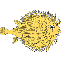 How to Draw a Pufferfish Step by Step