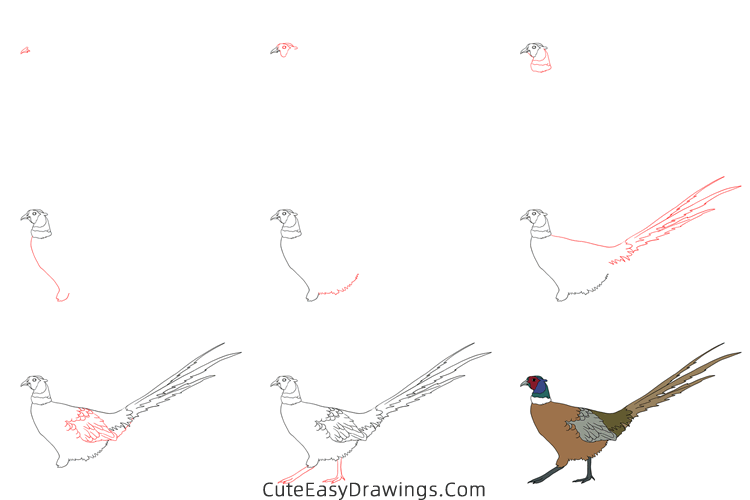 how to draw a realistic pheasant - www.cuteeasydrawings.com