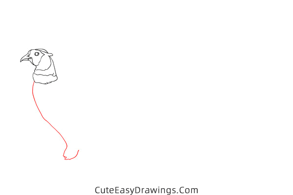 how to draw a realistic pheasant - www.cuteeasydrawings.com