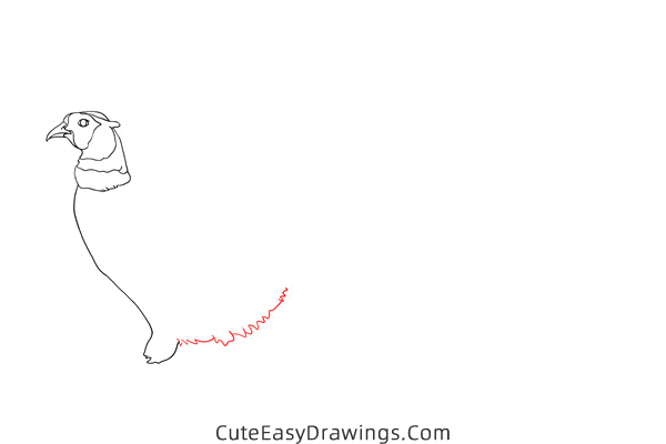 how to draw a realistic pheasant - www.cuteeasydrawings.com