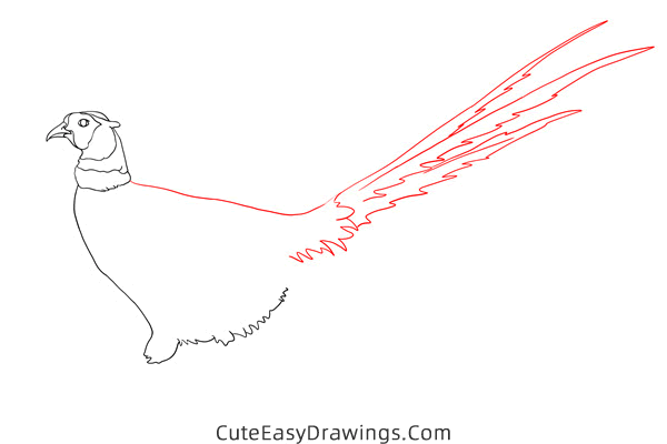 how to draw a realistic pheasant - www.cuteeasydrawings.com