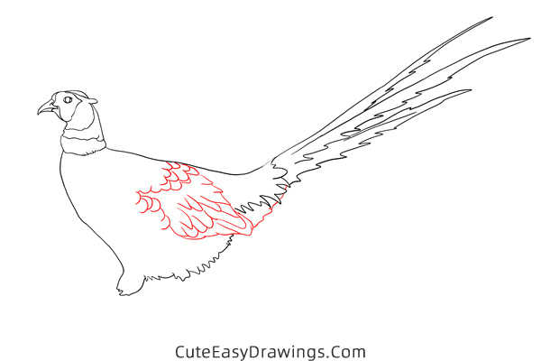 how to draw a realistic pheasant - www.cuteeasydrawings.com