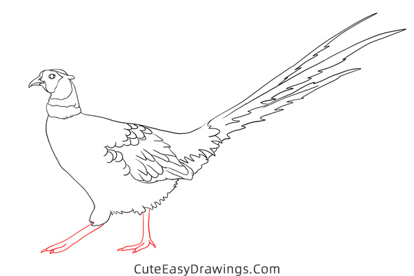 how to draw a realistic pheasant - www.cuteeasydrawings.com