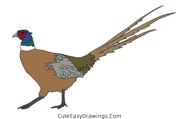 how to draw a realistic pheasant - www.cuteeasydrawings.com