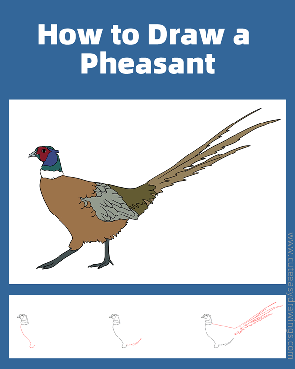 how to draw a realistic pheasant - www.cuteeasydrawings.com
