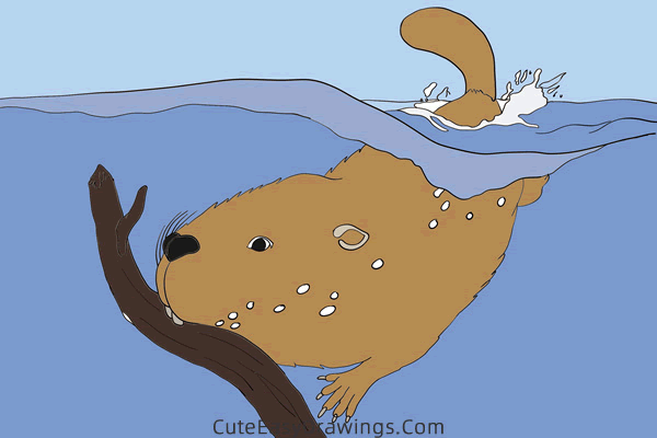 how to draw a beaver in the water - www.cuteeasydrawings.com