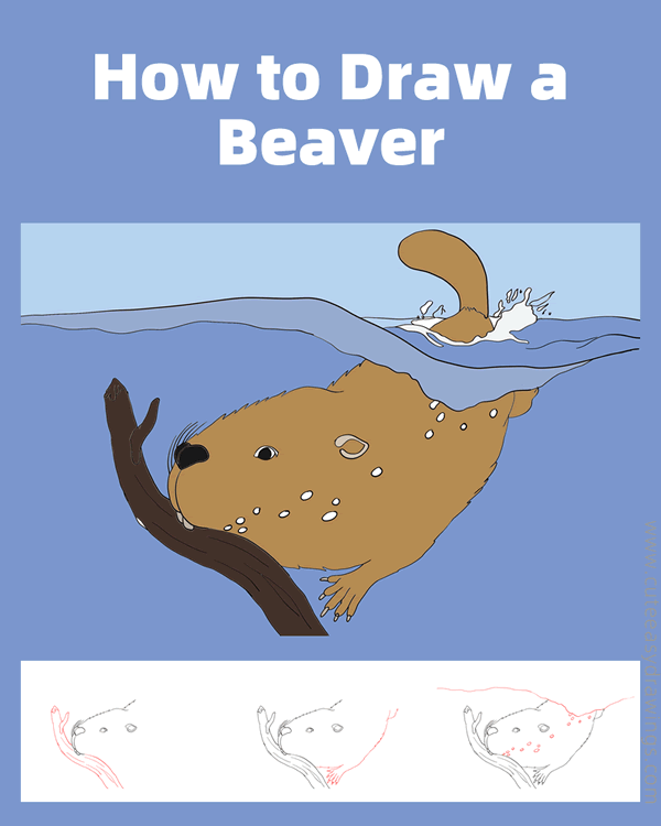 how to draw a beaver in the water - www.cuteeasydrawings.com