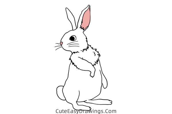 how to draw a rabbit standing - www.cuteeasydrawings.com