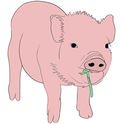How to Draw a Realistic Piglet Step by Step