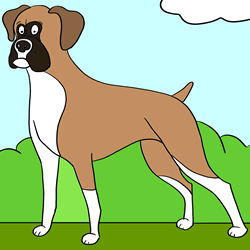 How to Draw a Boxer Dog Step by Step