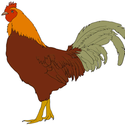 How to Draw a Realistic Rooster Step by Step