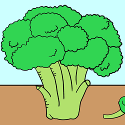 How to Draw a Broccoli Step by Step