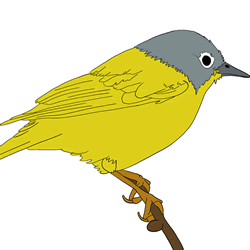 How to Draw a Nightingale Step by Step