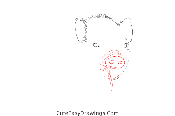 how to draw a realistic piglet - www.cuteeasydrawings.com