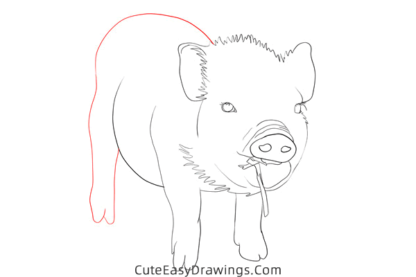 how to draw a realistic piglet - www.cuteeasydrawings.com