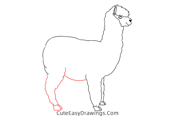how to draw an alpaca easy - www.cuteeasydrawings.com