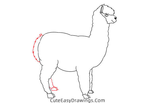 how to draw an alpaca easy - www.cuteeasydrawings.com