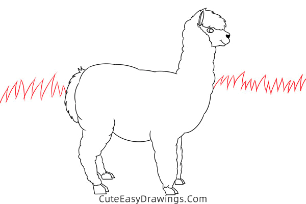 how to draw an alpaca easy - www.cuteeasydrawings.com