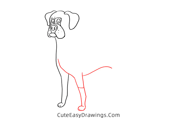 how to draw a boxer dog - www.cuteeasydrawings.com