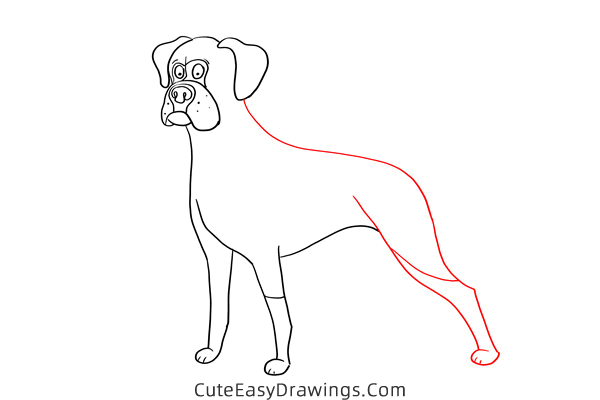 how to draw a boxer dog - www.cuteeasydrawings.com