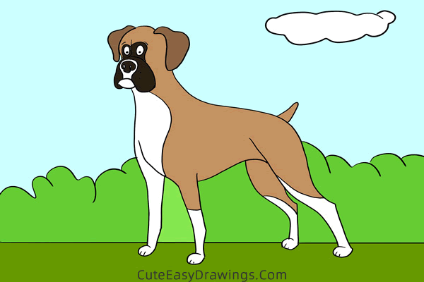 how to draw a boxer dog - www.cuteeasydrawings.com