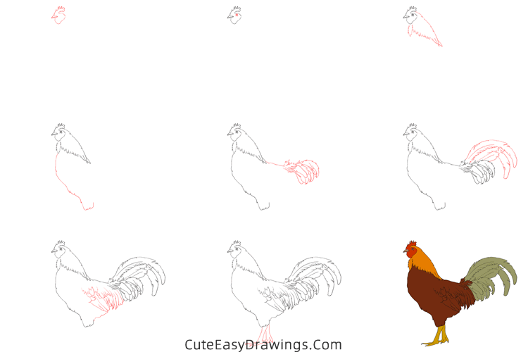 how to draw a realistic rooster - www.cuteeasydrawings.com