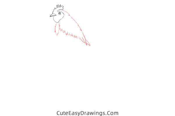 how to draw a realistic rooster - www.cuteeasydrawings.com