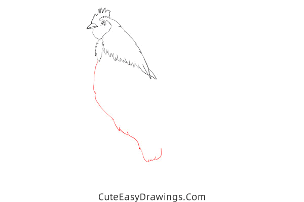how to draw a realistic rooster - www.cuteeasydrawings.com