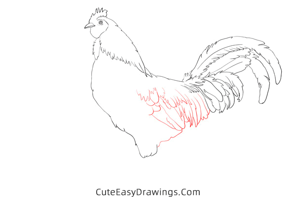 how to draw a realistic rooster - www.cuteeasydrawings.com