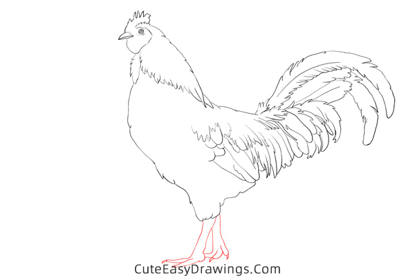 how to draw a realistic rooster - www.cuteeasydrawings.com